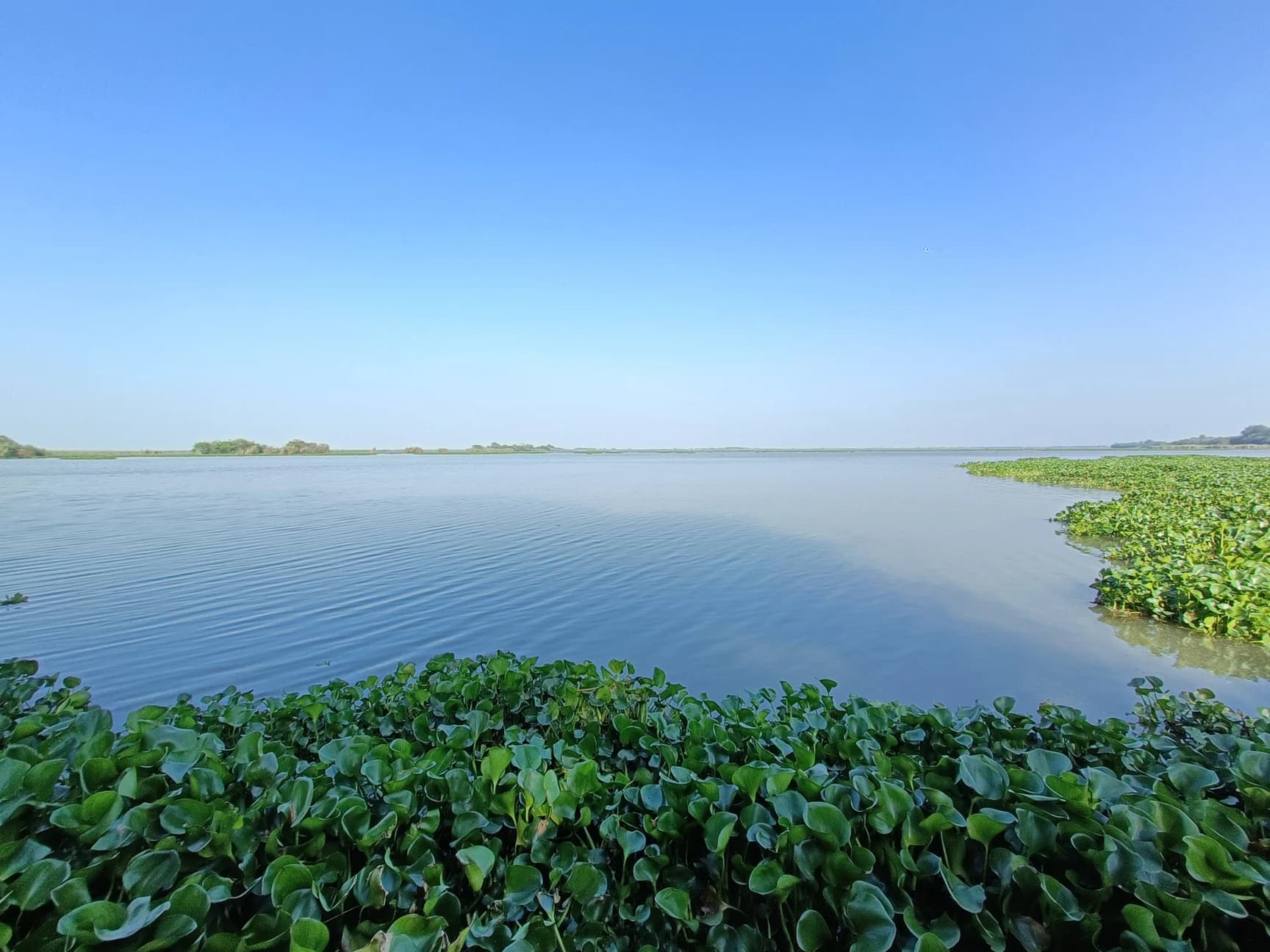 Ropar Wetlands & Bhakra Canal